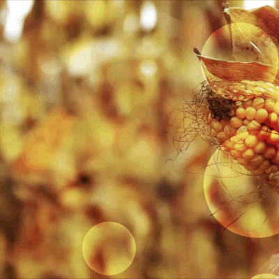 Corn Crop Video